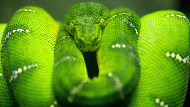 Green snake curled circle black #2 free wallpaper - medium preview image