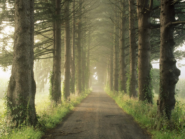 Dirt road tall trees grass #4 free wallpaper - medium preview image