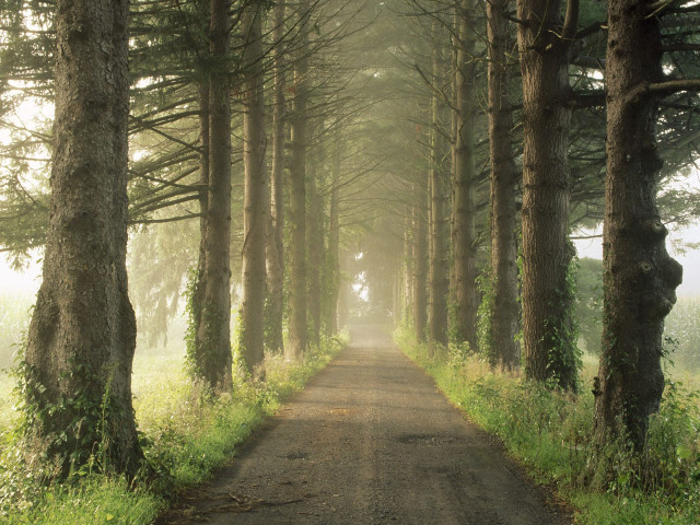 Dirt road tall trees grass #5 free wallpaper - medium preview image