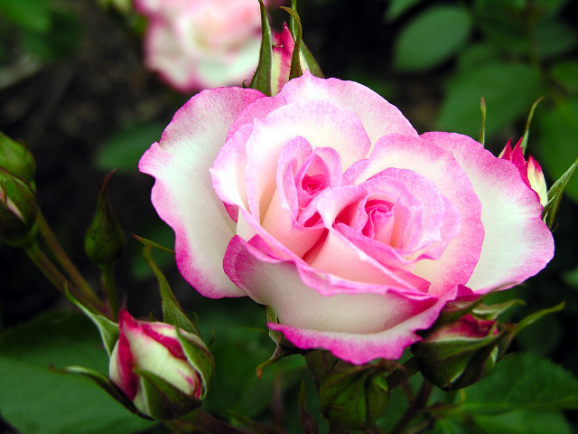Pink white rose garden blurry free wallpaper - medium preview image