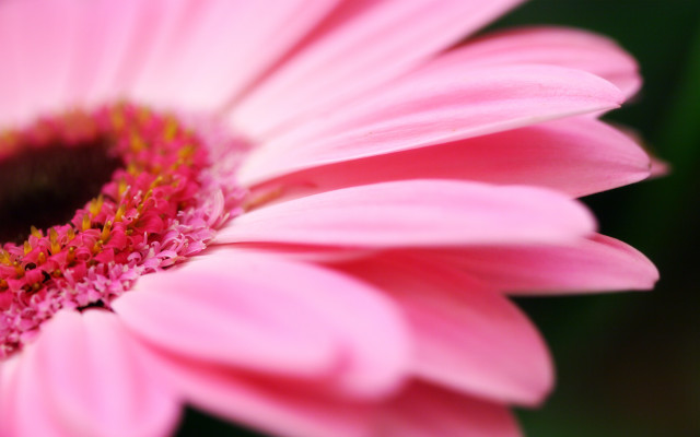 Pink flower green background yellow #5 free wallpaper - medium preview image