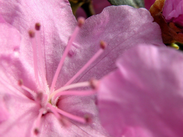 Pink flower macro hanami petals free wallpaper - medium preview image