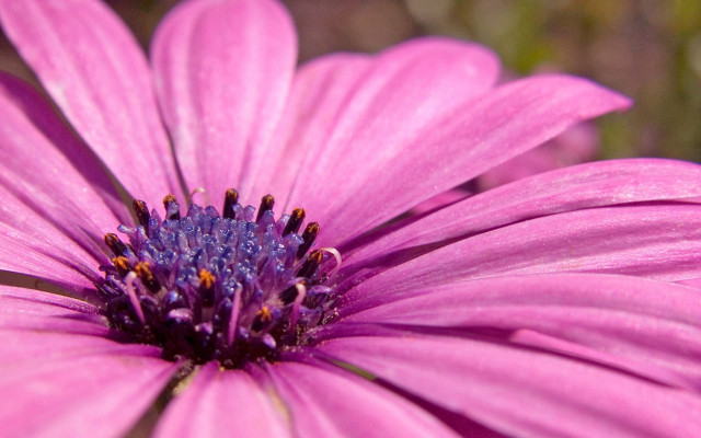 Pink flower green background blurry #7 free wallpaper - medium preview image
