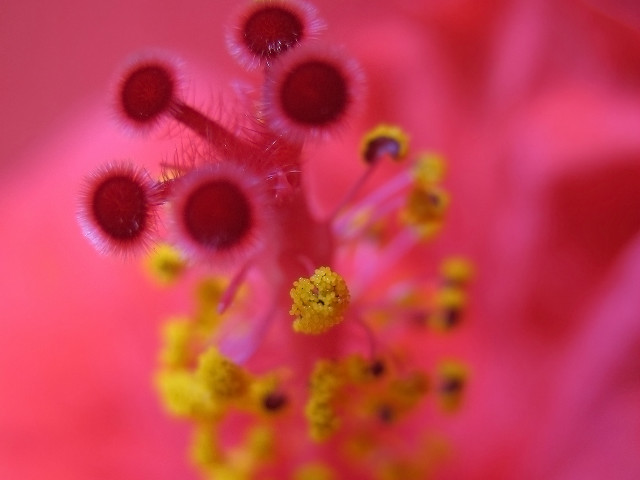 Pink flower yellow stamens macro #4 free wallpaper - medium preview image