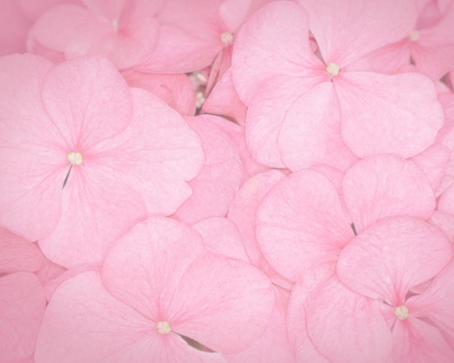 Pink flowers in the air free wallpaper - medium preview image