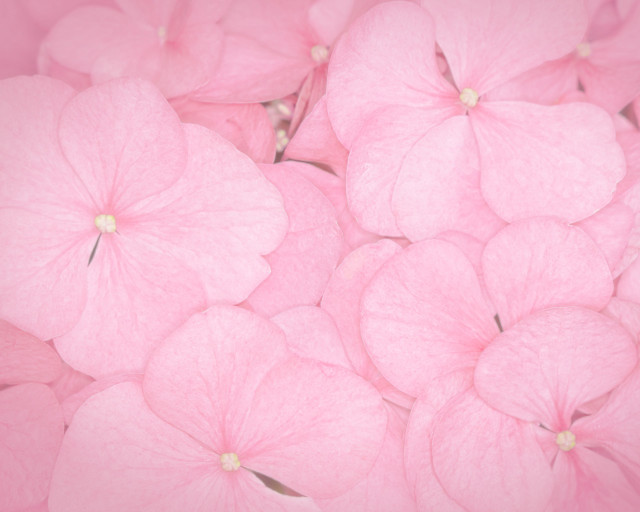 Pink flowers in the air #3 free wallpaper - medium preview image