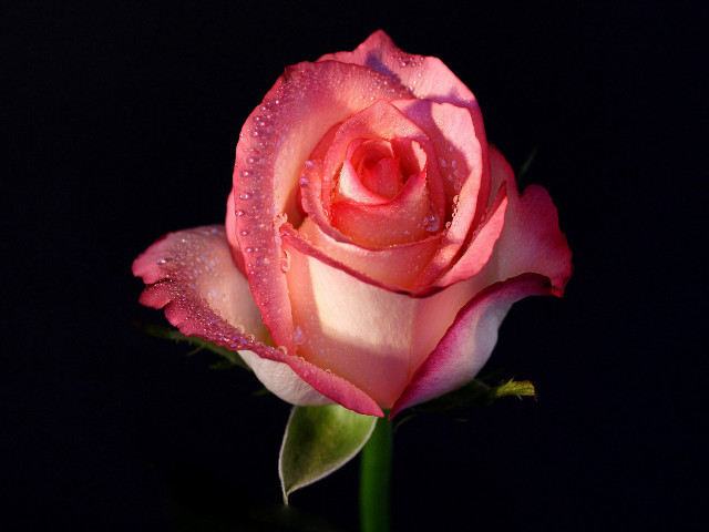 Pink rose water droplets black #3 free wallpaper - medium preview image