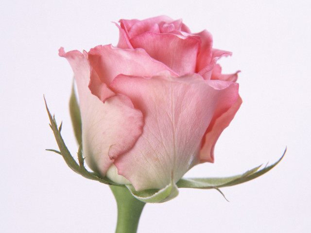 Pink rose vase white background #4 free wallpaper - medium preview image
