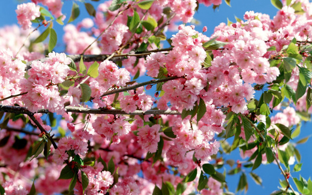 Pink flower tree sunny clear free wallpaper - medium preview image