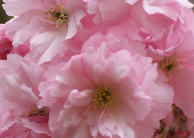 Pink flowers blooming sunlight nature free wallpaper - medium preview image