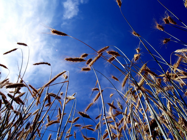 Blue sky clouds tall grass #5 free wallpaper - medium preview image