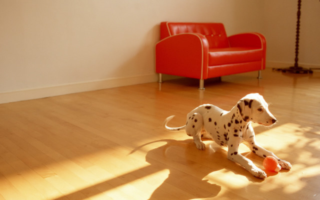 Dalmatian playing ball livingroom red free wallpaper - medium preview image