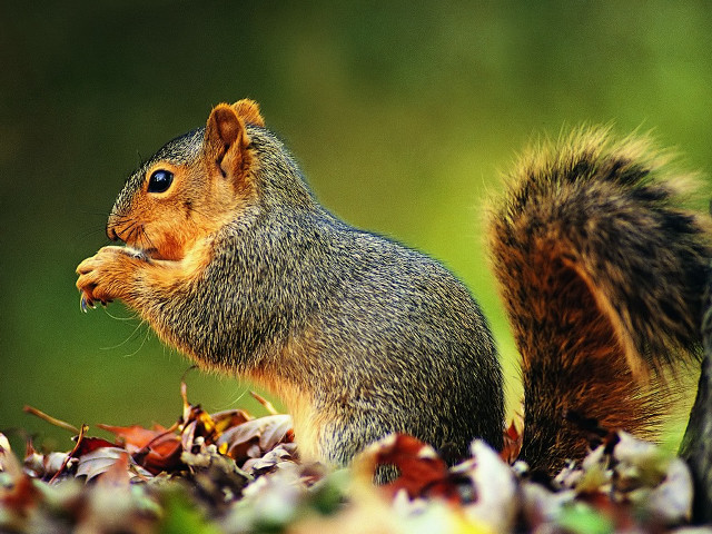 Squirrel eating nut field leaves free wallpaper - medium preview image