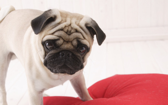Small pug red cushion white #3 free wallpaper - medium preview image
