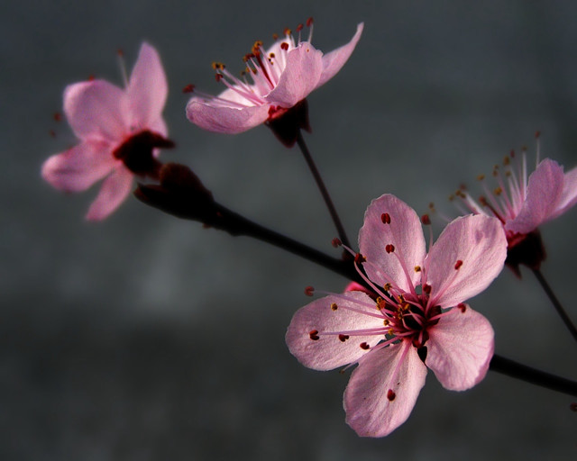Pink flower branch gray background free wallpaper - medium preview image