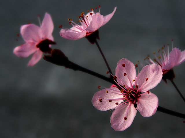Pink flower butterfly macro shallow free wallpaper - medium preview image
