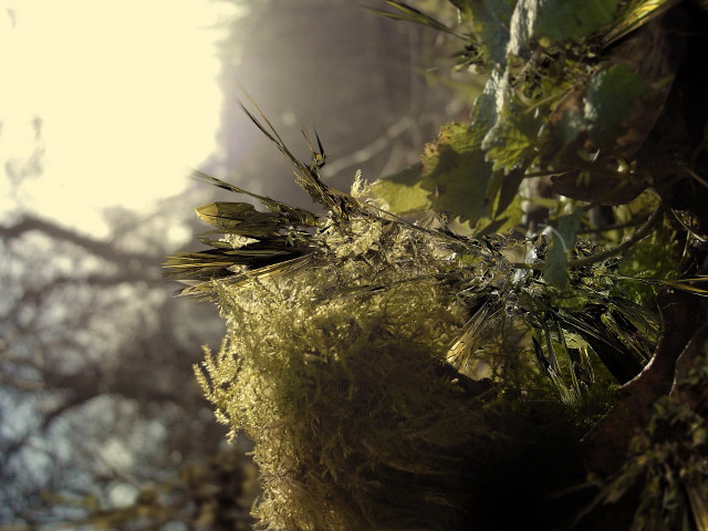 Mossy tree branch sunshine forest free wallpaper - medium preview image