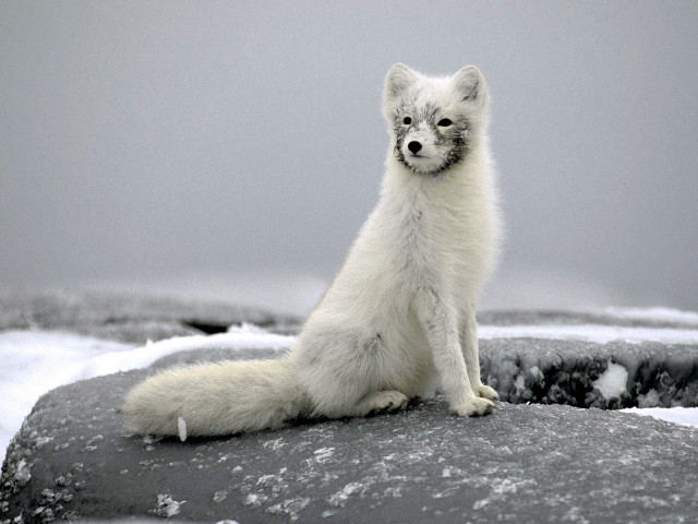 White fox rock snow ice free wallpaper - medium preview image