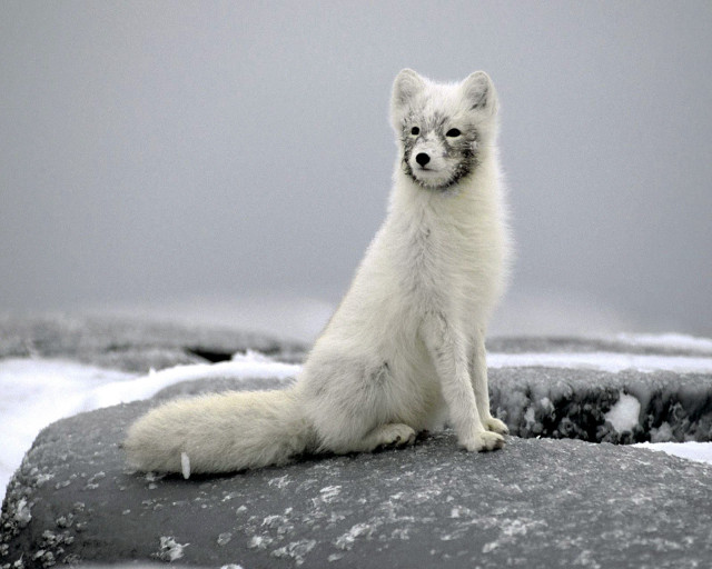 White fox rock snow ice #3 free wallpaper - medium preview image