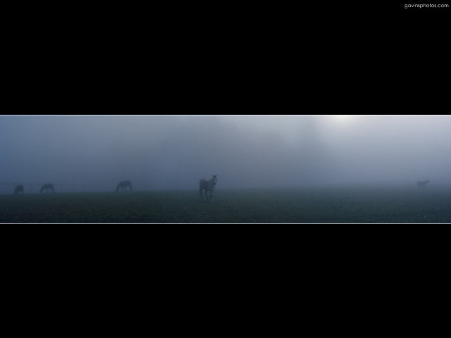 Horses foggy field sky black free wallpaper - medium preview image