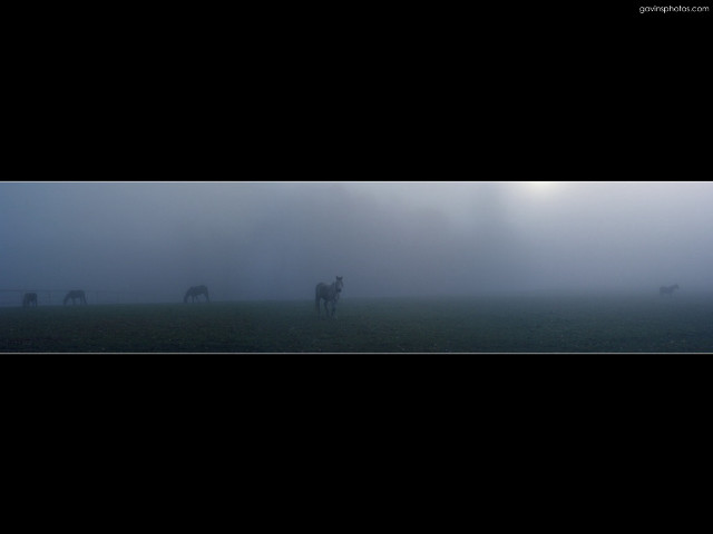 Horses foggy field sky black #2 free wallpaper - medium preview image