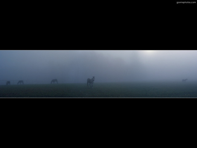 Horses grazing foggy field black free wallpaper - medium preview image