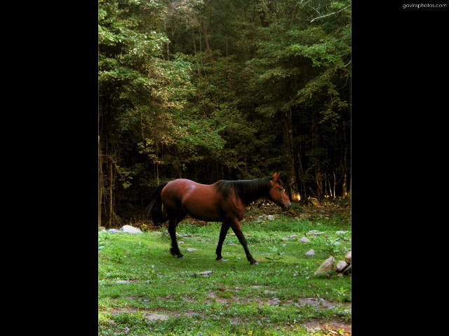 Horse walking lush green forest free wallpaper - medium preview image