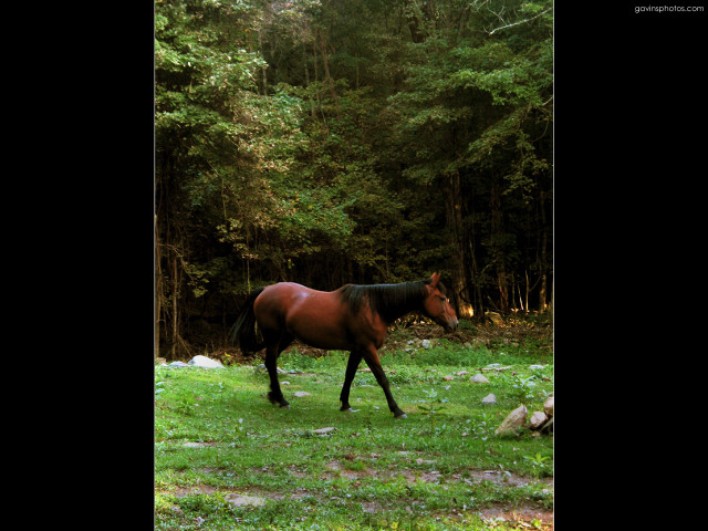 Horse walking lush green forest #2 free wallpaper - medium preview image