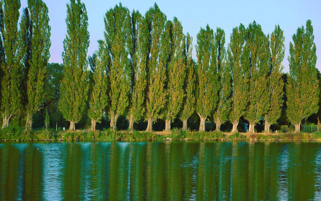 Trees water blue sky foreground #5 free wallpaper - medium preview image