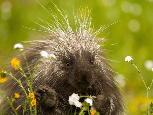 Porcupine standing field flowers grass free wallpaper - medium preview image