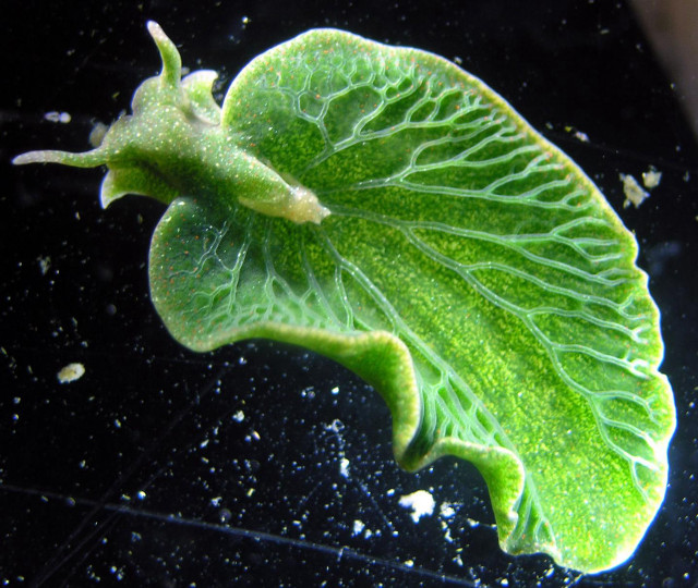 Green leaf floating pond bubbles free wallpaper - medium preview image