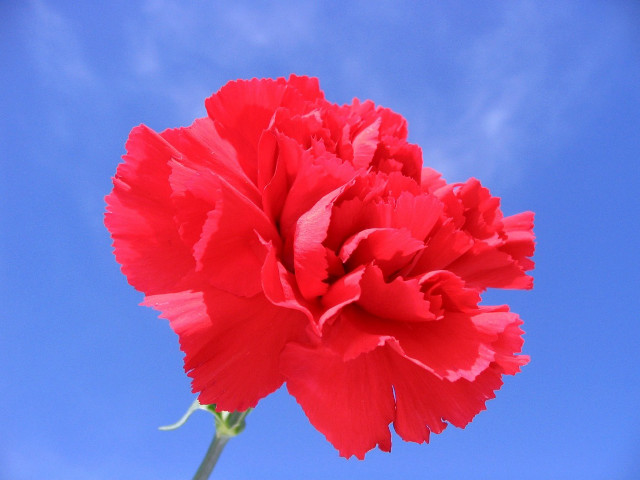 Red flower blue sky clouds #3 free wallpaper - medium preview image