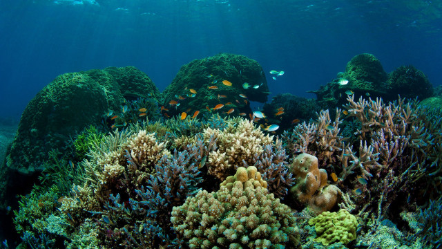Coral reef fish diver swimming #2 free wallpaper - medium preview image