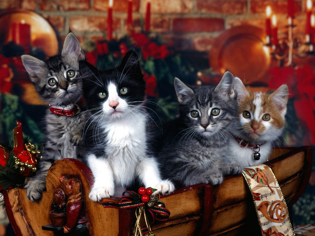 Kittens wooden boat christmas decoration free wallpaper - medium preview image