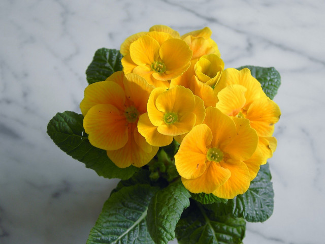 Yellow flowers table marble wall #3 free wallpaper - medium preview image