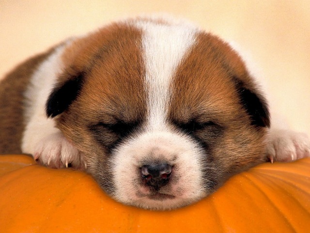 Puppy sleeping pumpkin white background free wallpaper - medium preview image