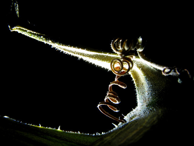 Close up plant light stem free wallpaper - medium preview image