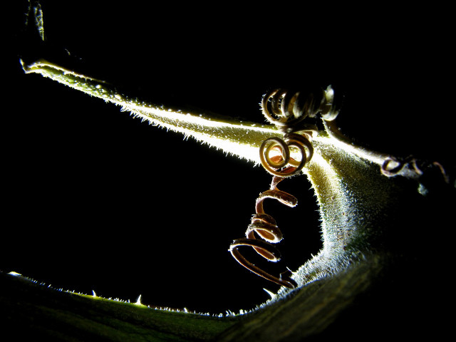 Plant closeup light stem word free wallpaper - medium preview image