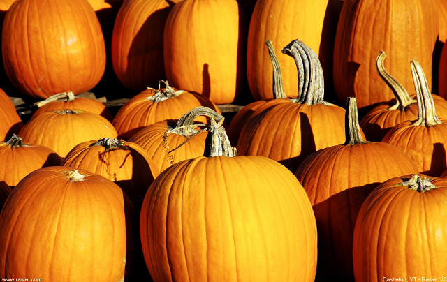 Large group pumpkins pile smaller #2 free wallpaper - medium preview image