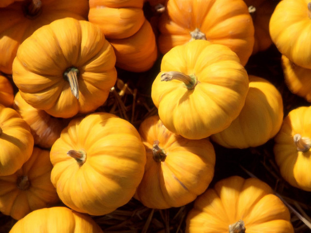 Small pumpkins pile ground together #2 free wallpaper - medium preview image