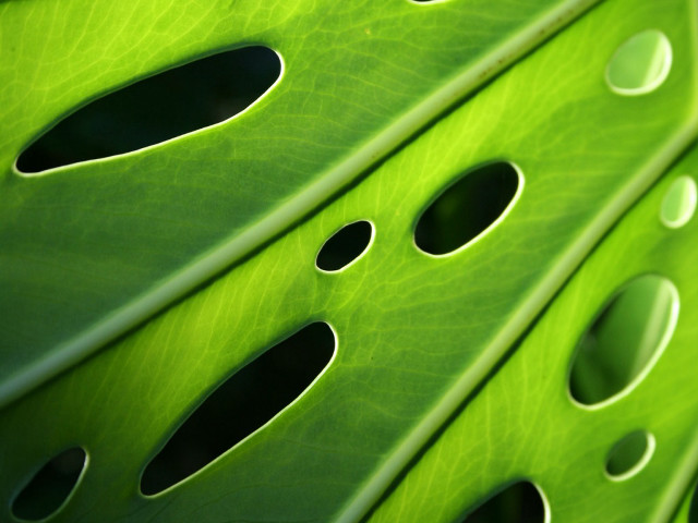 Green leaf holes black hole free wallpaper - medium preview image