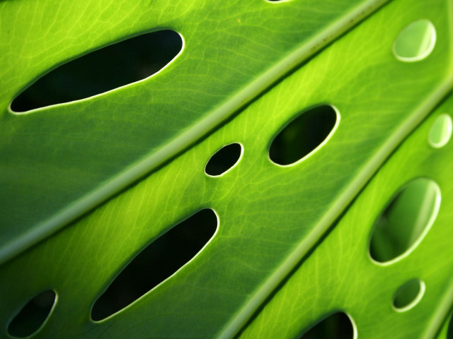 Green leaf holes black hole #2 free wallpaper - medium preview image