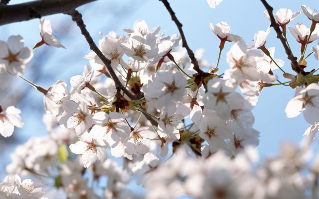 Tree branch white flowers sunlight #3 free wallpaper - medium preview image