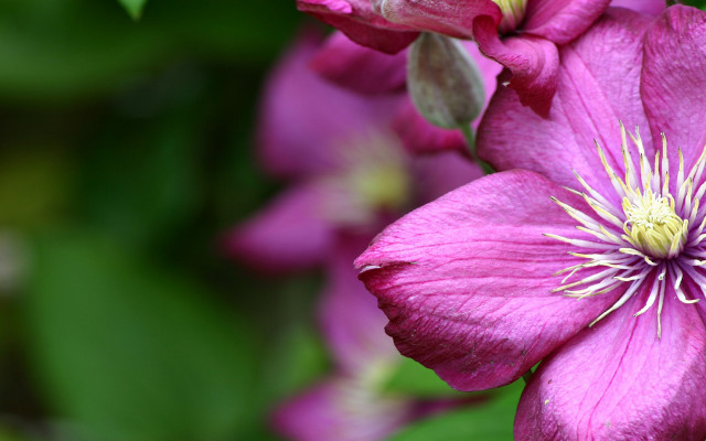 Pink flower green leaves blurry #12 free wallpaper - medium preview image