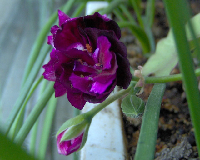 Purple flower green stems potted #2 free wallpaper - medium preview image