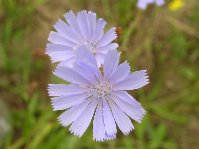 Close up flower blurry background free wallpaper for desktop - medium preview image