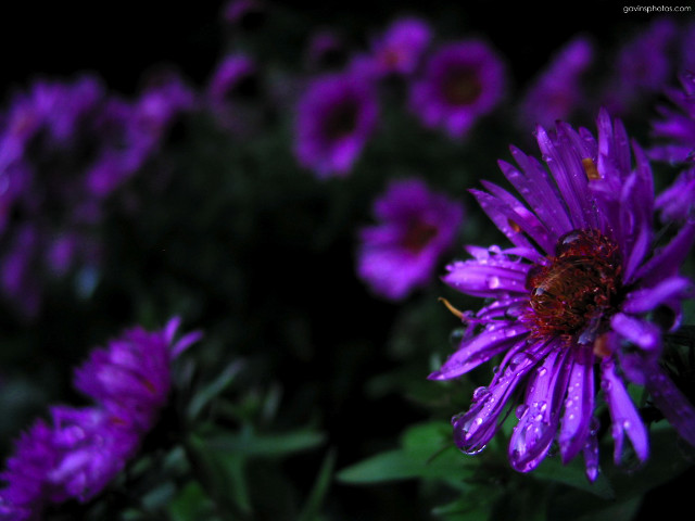 Purple flowers water drops garden free wallpaper - medium preview image