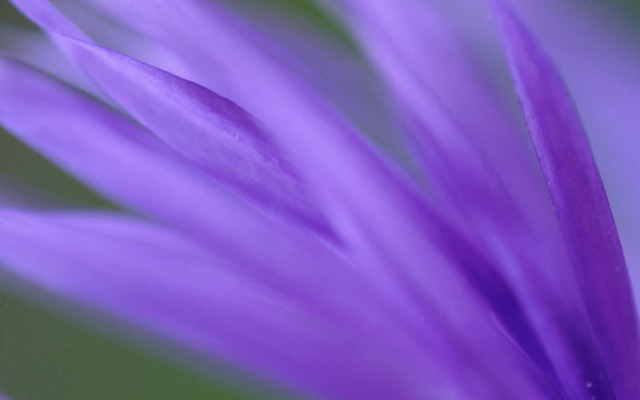 Purple flower closeup green background #2 free wallpaper - medium preview image