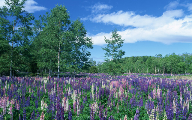 Purple flowers trees blue sky #4 free wallpaper - medium preview image