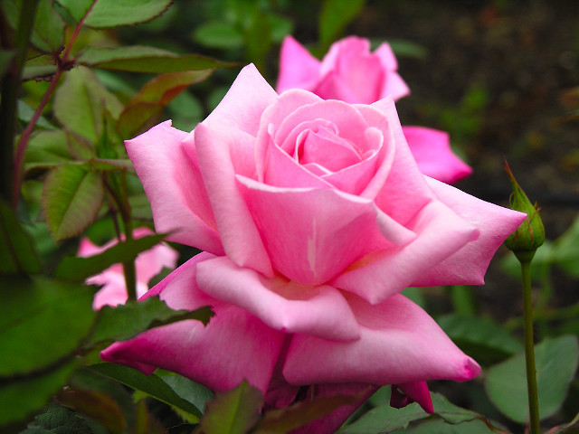 Pink rose blooming garden green #3 free wallpaper - medium preview image
